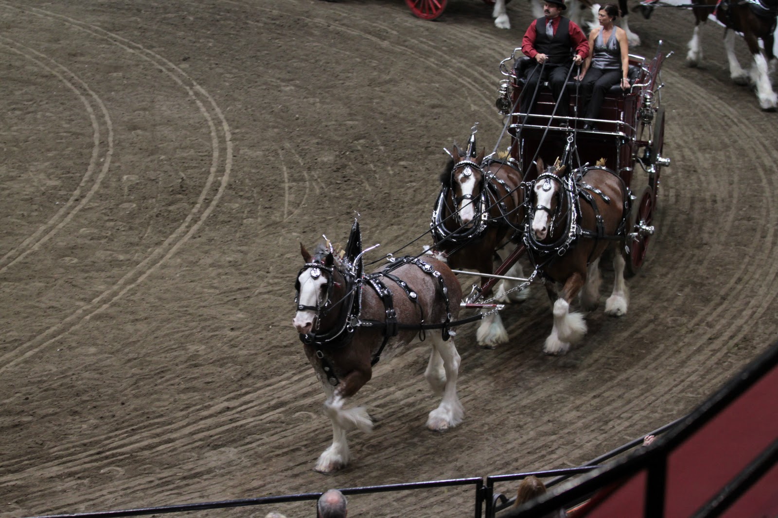 World Clydesdale Show Really Great Photos from Stefan Liess and France