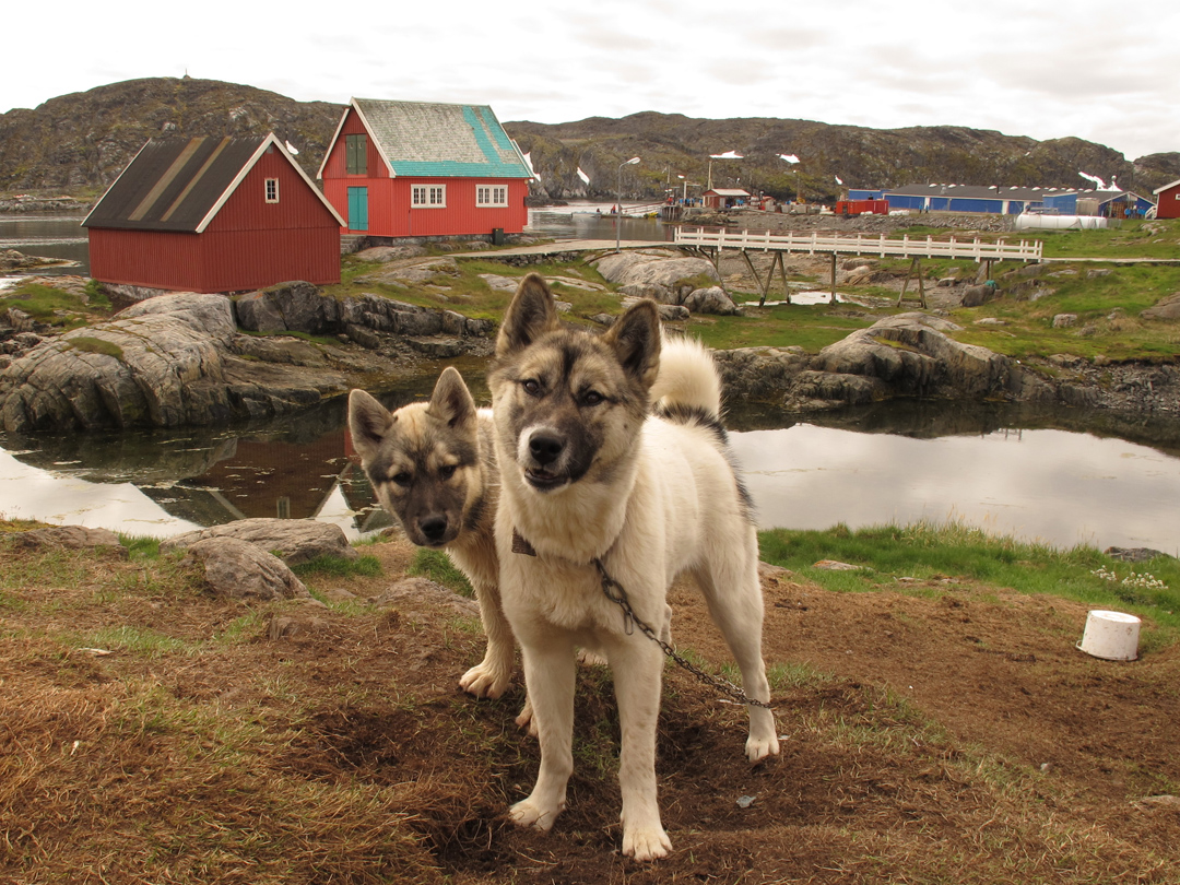 Greenland-Dogs_4869.jpg