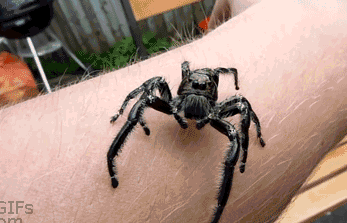GIF mania: Gif - Vai confiar numa aranha