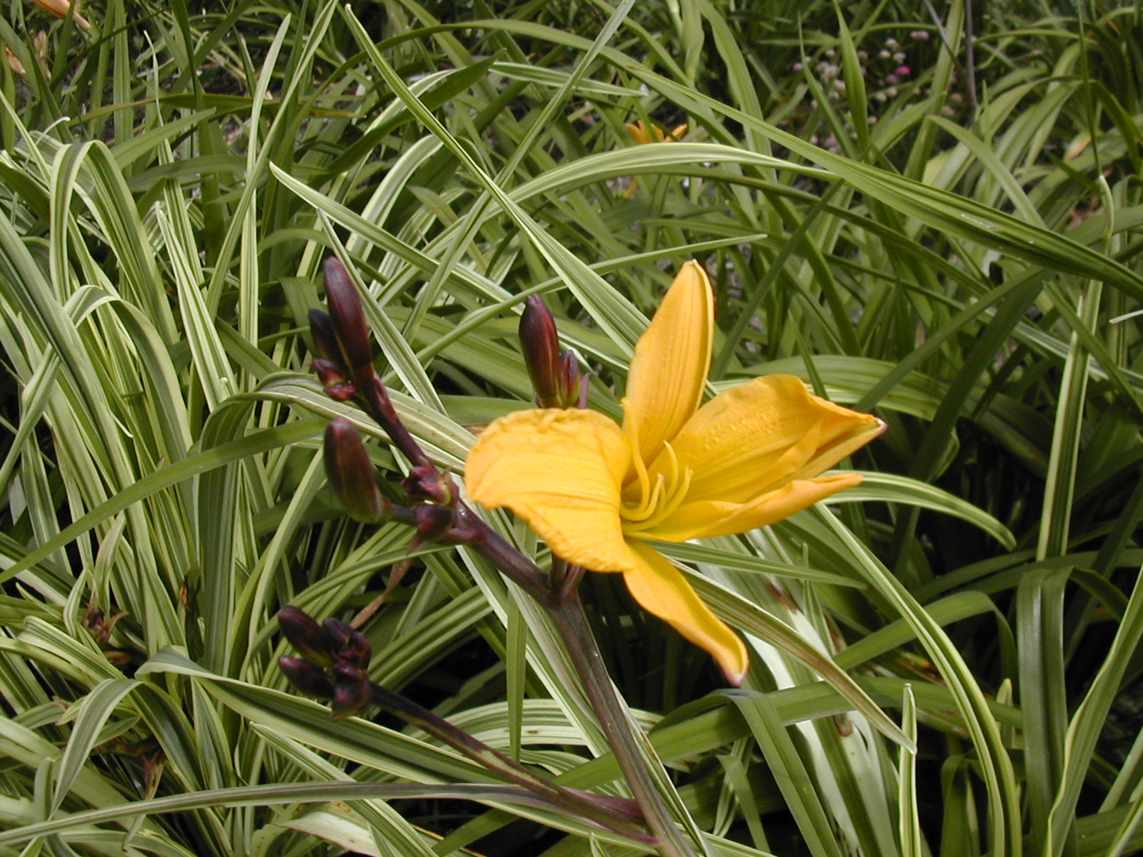 Urban Oasis Daylilies Variegated Hybridizing update