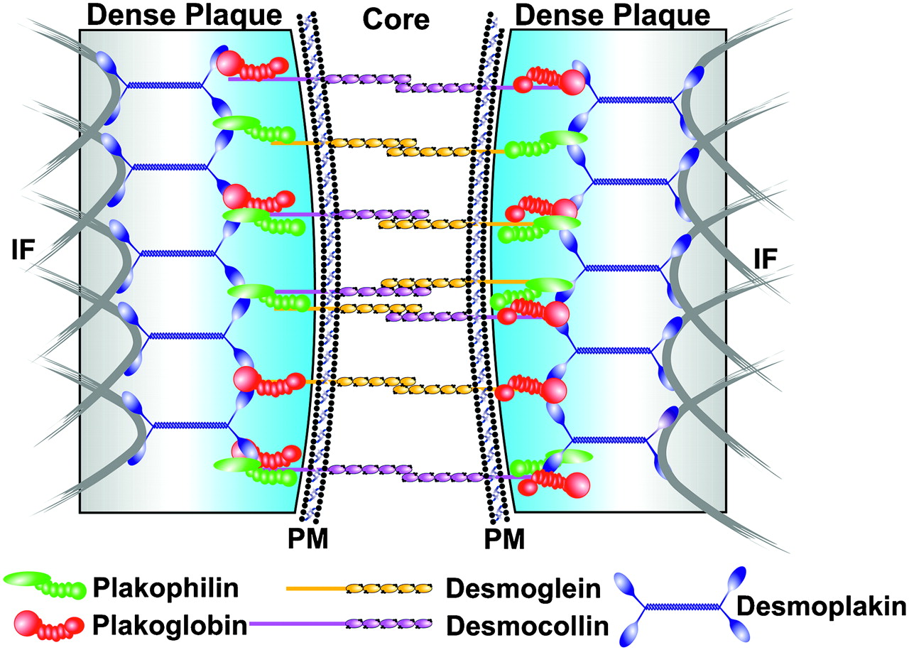 Histology Desmosomal Attachment Plaque