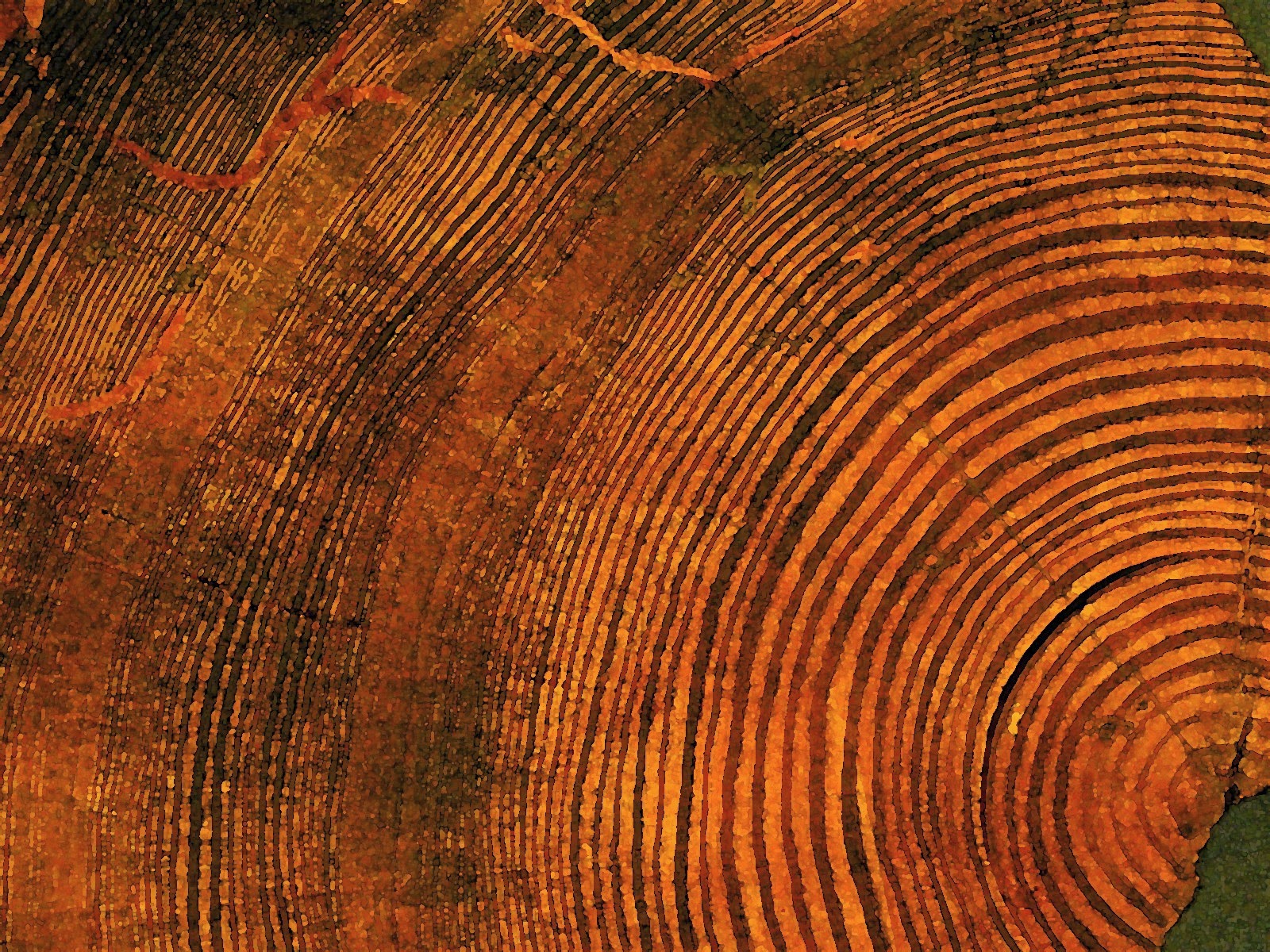 Anual Tree Ring Parts Anual Tree Ring Parts