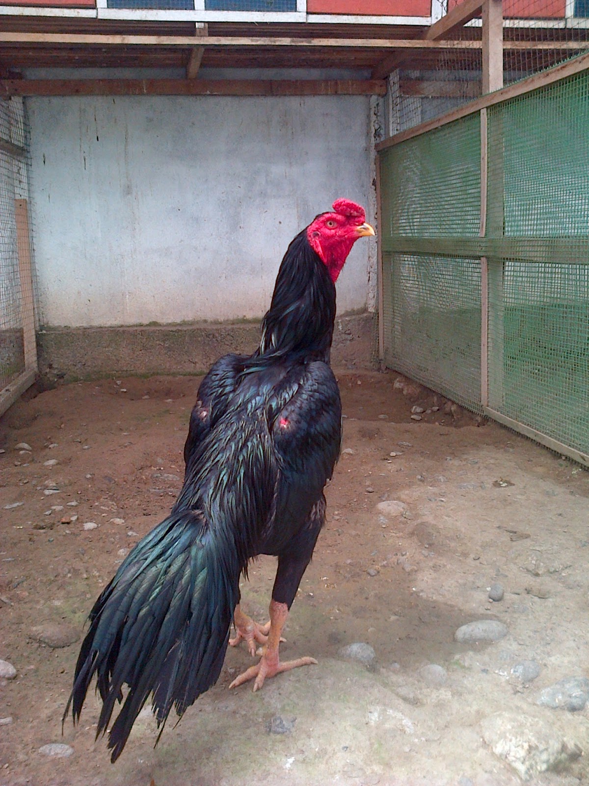 Ayam Aduan Silangan Bangkok-Pakhoy
