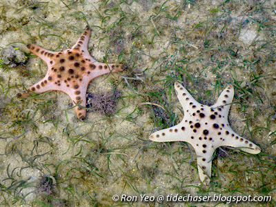 knobbly sea star (Protoreaster nodosus)