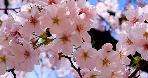 Image Result For Kata Mutiara Cinta Yang Tulus Image Result For Kata Mutiara Cinta Yang Tulus