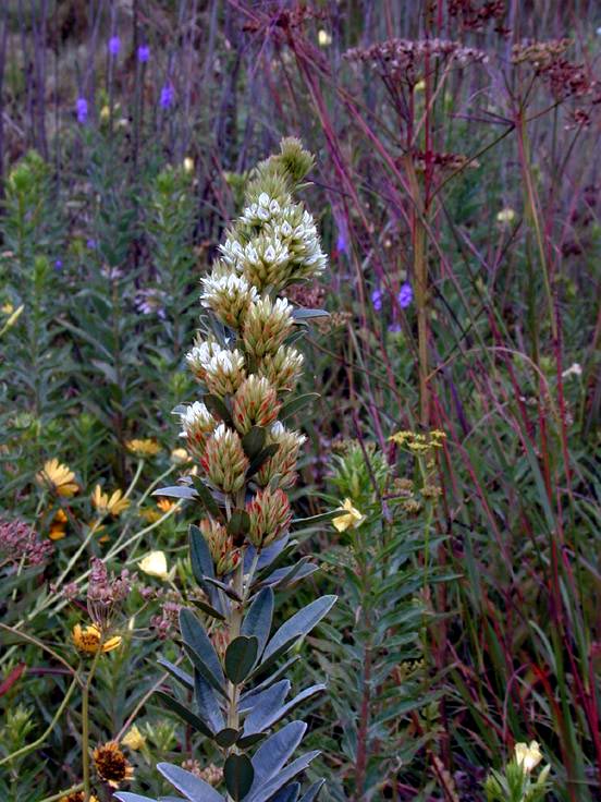 Field Biology in Southeastern Ohio Lespedeza Bush Clovers