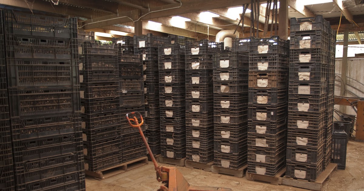 A daffodil farmers year. Bulb storage