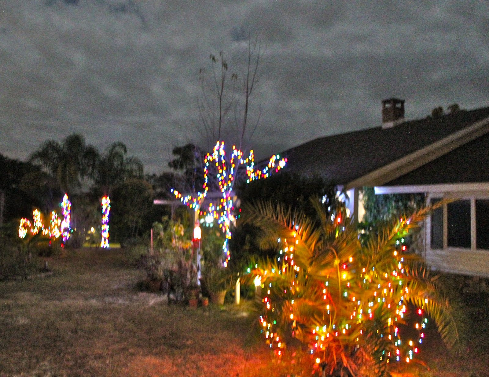 Christmas Lights in Palm Trees Phillip's Natural World