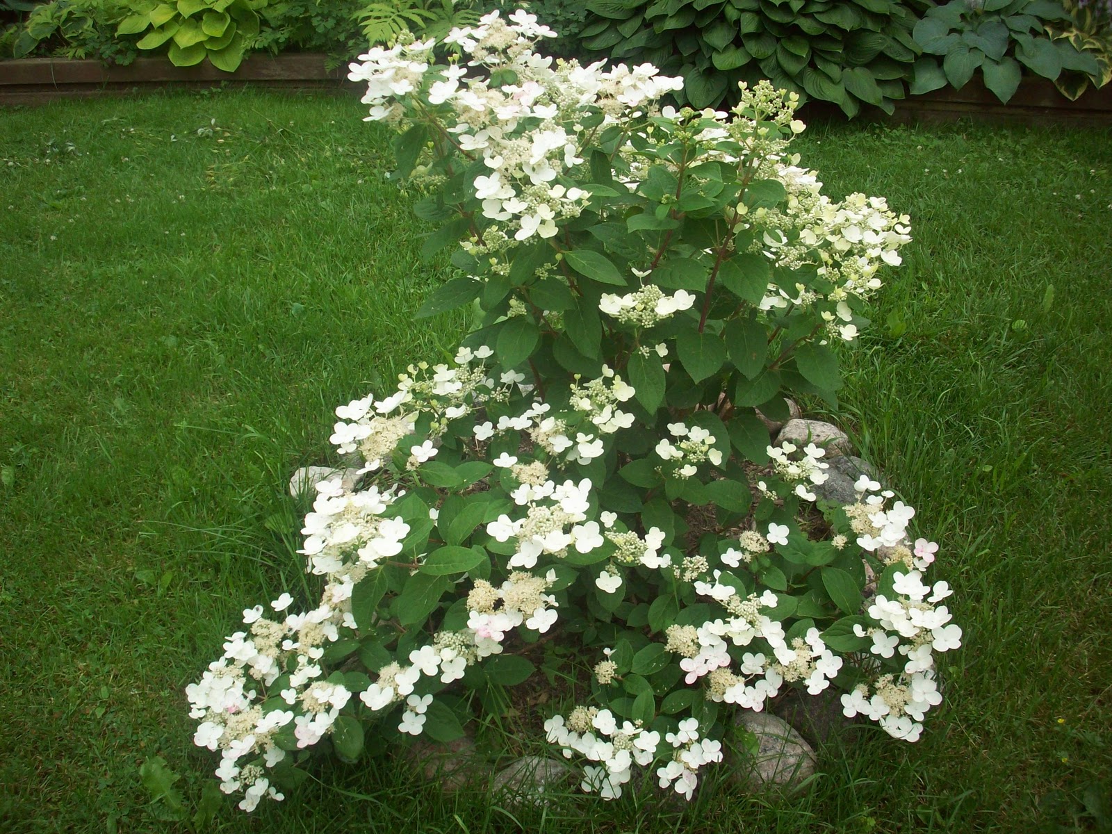 Echoes Of Eden Dayle King Searle Hydrangeas For Alkaline Soil