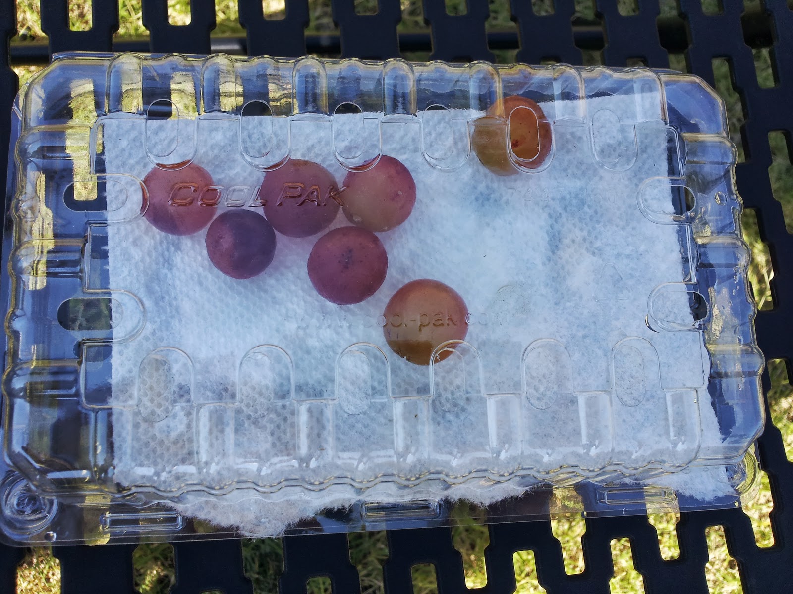 My Fruitful Life Grapes to Raisins Experiment