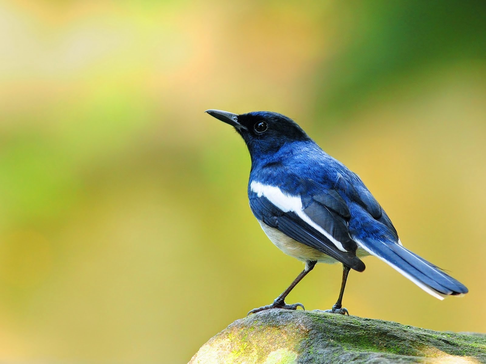 Jenis Burung Kicau Yang Paling Populer Di Indonesia burung kicau