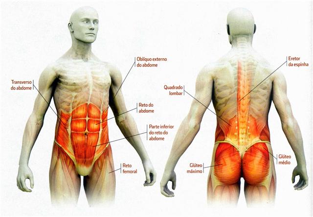http://2.bp.blogspot.com/-4Mk1VzfQjUY/UIg7Xi8vtWI/AAAAAAAAAK4/g8bsPQH6M1s/s1600/Musculos+do+Core+eLIS.jpg