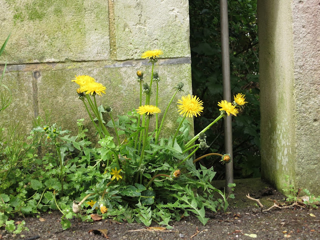 Flowering dandelions at top of Nothe Steps, Weymouth