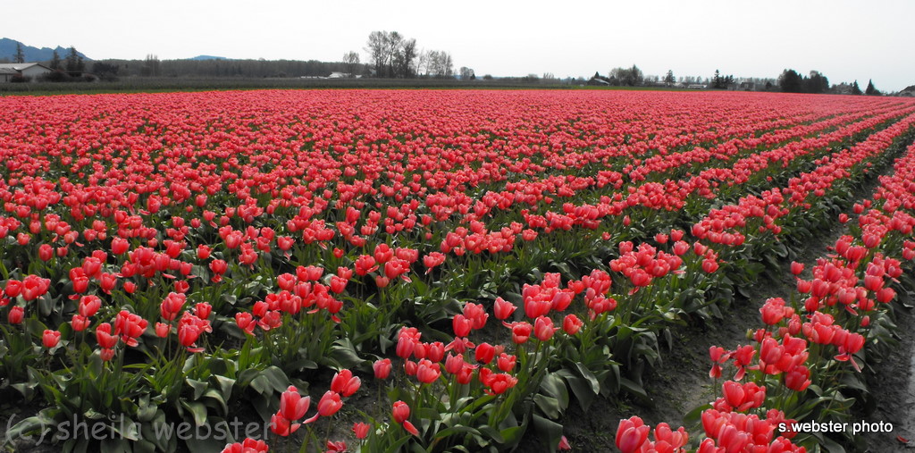 We Love RV'ing Skagit Valley Tulip Festival La Connor, WA