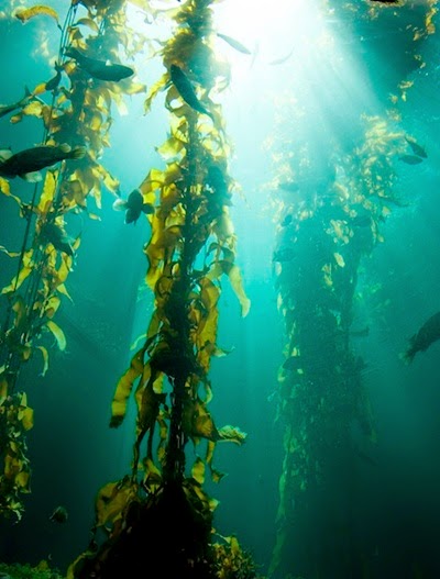 สาหร่ายเคลป์ (Kelp Seaweed)