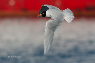 Gaviota cabecinegra, Larus melanocephalus, Mediterranean Gull