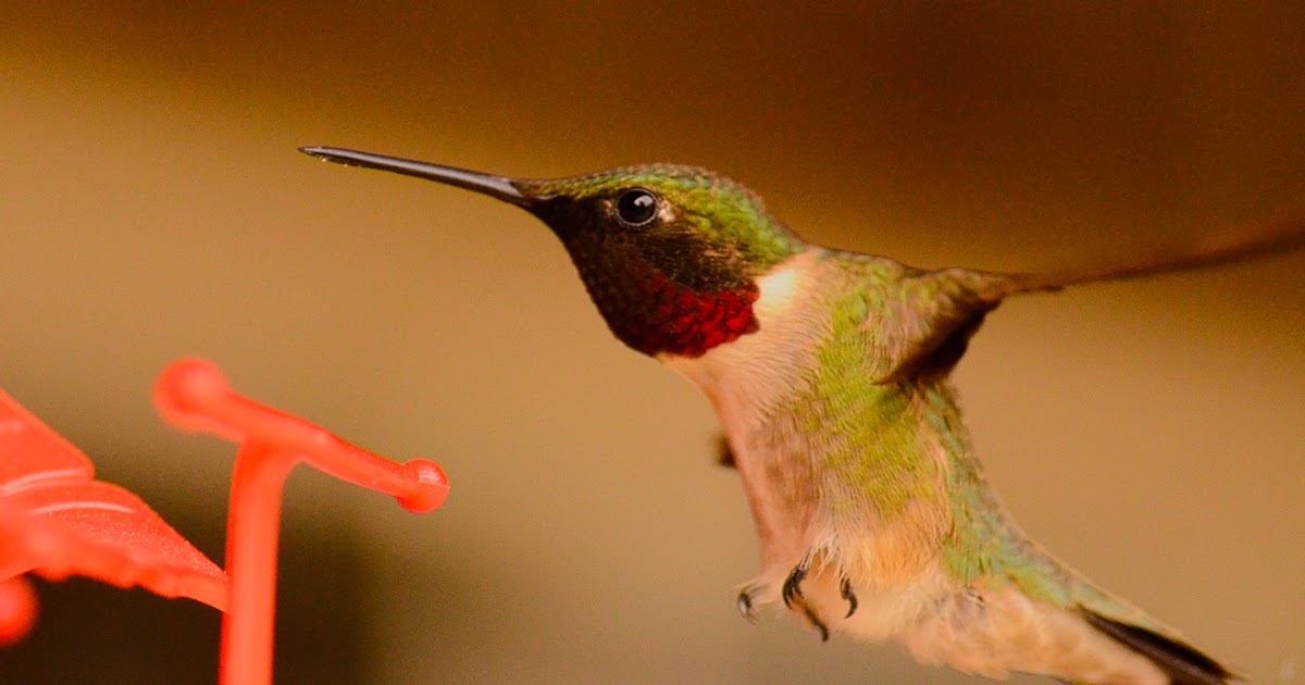 connecticut audubon society ruby throated hummingbirds connecticut audubon society ruby throated hummingbirds