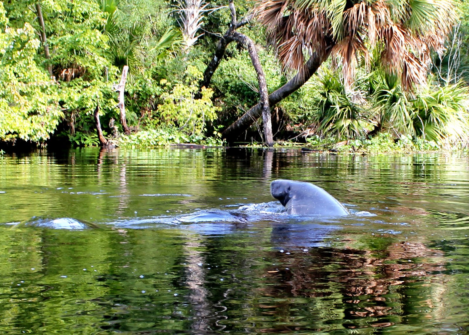 Views From Our Kayak Lower Wekiva River(From Katie's Landing)