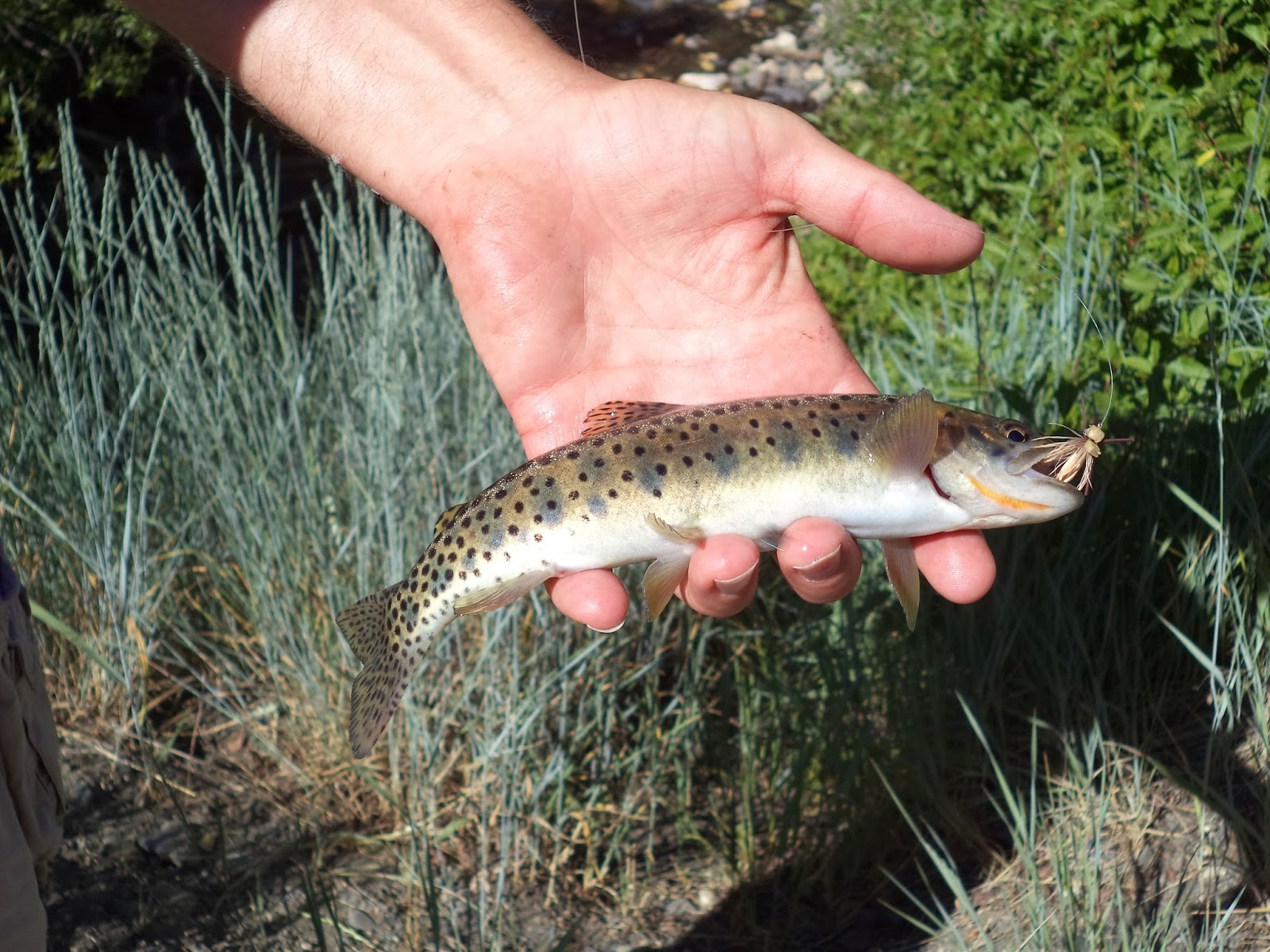 OUT THERE! Native Bonneville Cutthroat Trout (Utah's State Fish).