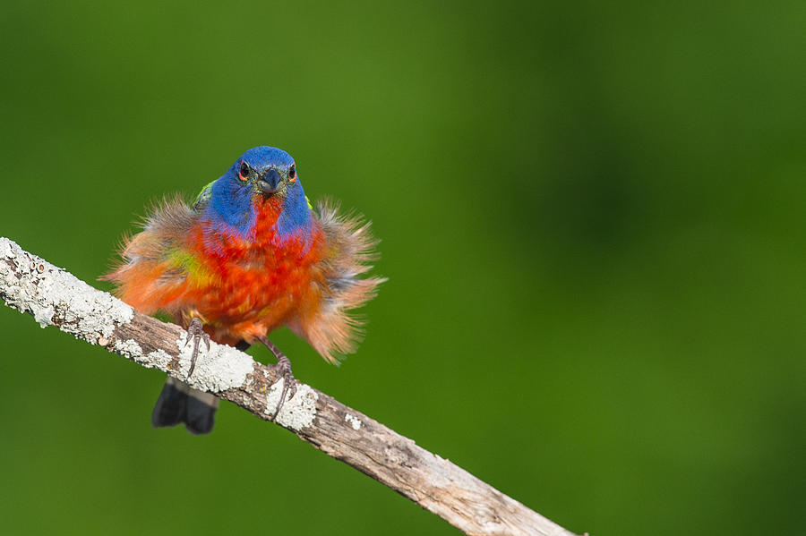 Painted Bunting The Life of Animals