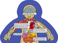 Human Organ Diagram Human Organ Diagram