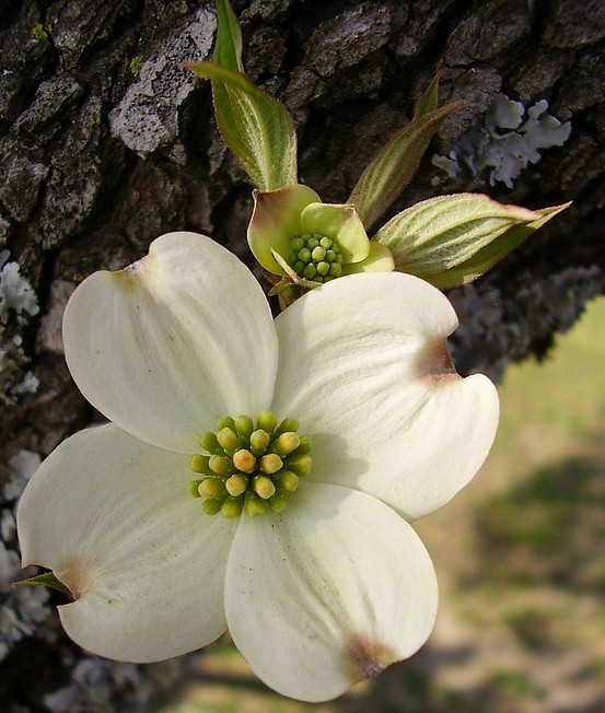 design minded Pick a Flower Dogwood Blooms