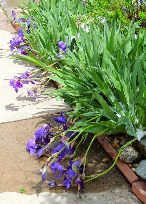 house of color spring purple