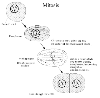 biology write up if mitosis Find this pin and more on scienceteachinstuffz by biology i: mitosis video at the here’s just some of the notes i had time to write up. biology write up if mitosis Find this pin and more on scienceteachinstuffz by biology i: mitosis video at the here’s just some of the notes i had time to write up.
