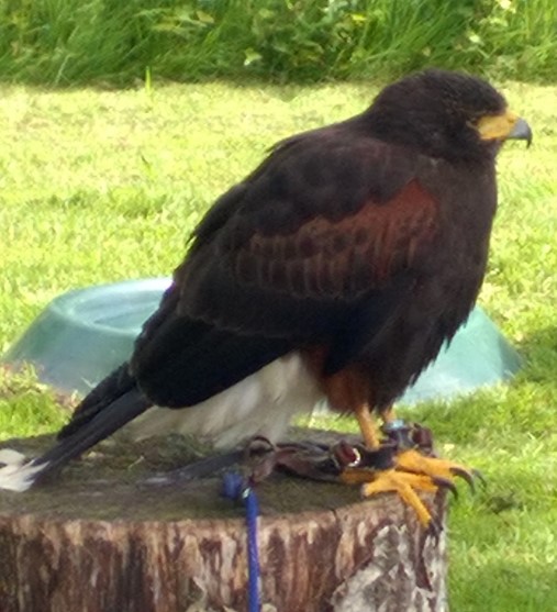 Living With CLIPPERS Still in remission from cerebellar disease