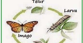 Gambar Jenis Macam Hewan Serangga Freewaremini