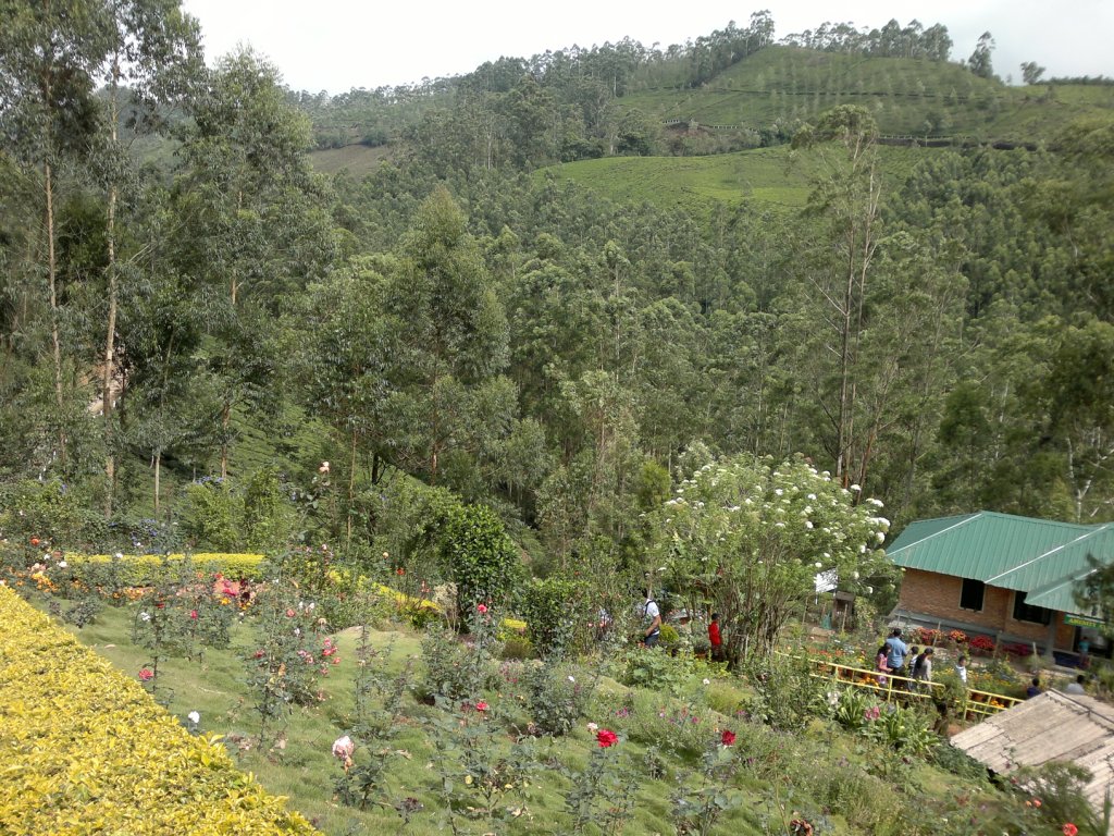 Munnar Flower Garden TravelersOutlook Travelers Photo Gallery