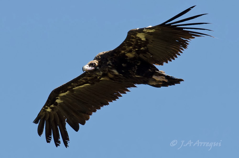 Buitre negro, Aegypius monachus, Black Vulture Buitre negro, Aegypius monachus, Black Vulture