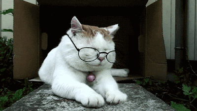Profesi Di Dunia Kucing [ www.BlogApaAja.com ]