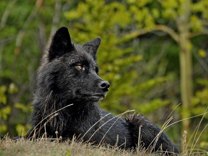 White Wolf Stunning Photographs Showcase the Beauty of Black Wolves