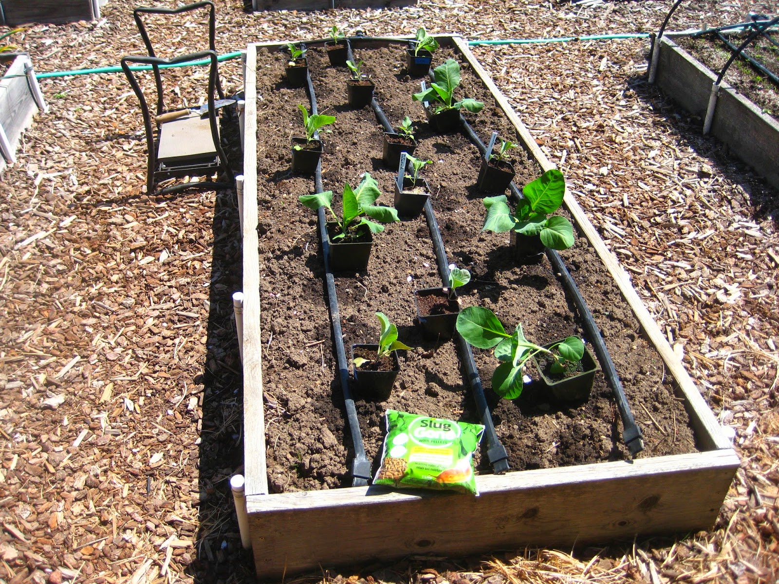 Susan's In the Garden Planting cabbage seedlings
