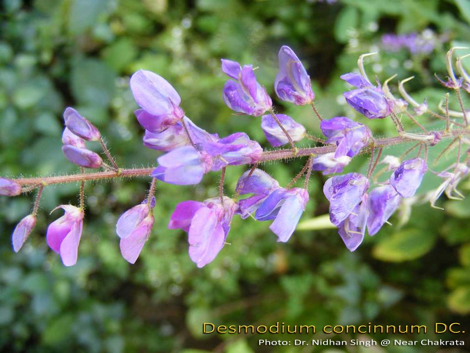 Medicinal Plants Desmodium concinnum, Blue Desmodium