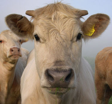 face of cow