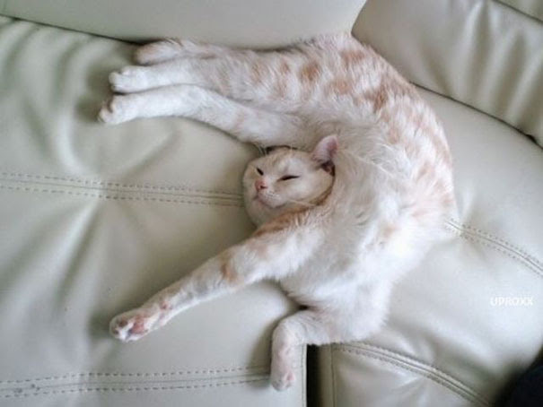 Gatos que han dominado el arte del  Dormir-Fu