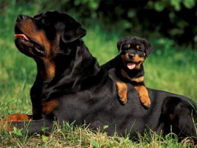 Rottweiler