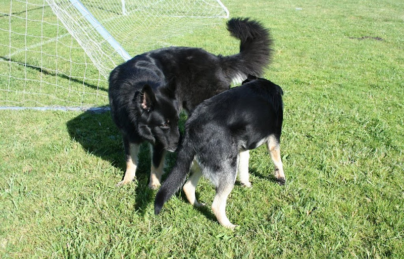 seamus sniffing bottoms with huge black german shepherd with a feathery tail