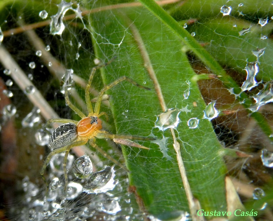 ARACNIDOS Aglaoctenus lagotis.