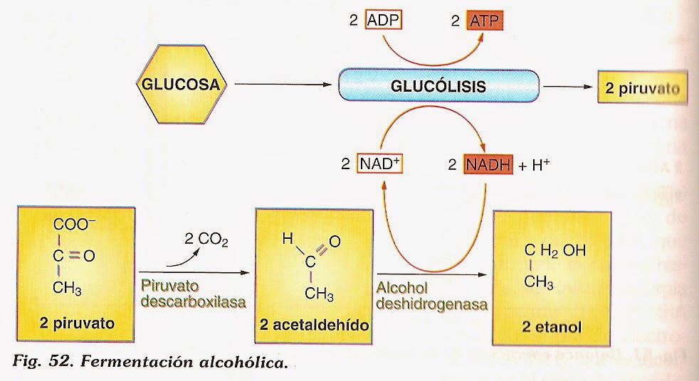 ZafaQuímica FERMENTACION ALCOHOLICA (CONCEPTO, REACCIONES Y DESCRIPCION)