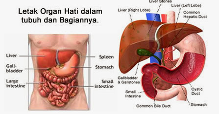 Penyakit Kanker Hati Serta Gejala Dan Pengobatannya ~ Blog Milik Bersama