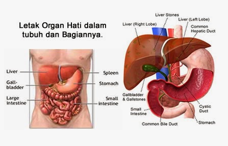 Pengobatan Herbal Kanker Hati Tanpa Operasi Pengobatan Herbal Kanker Hati Tanpa Operasi