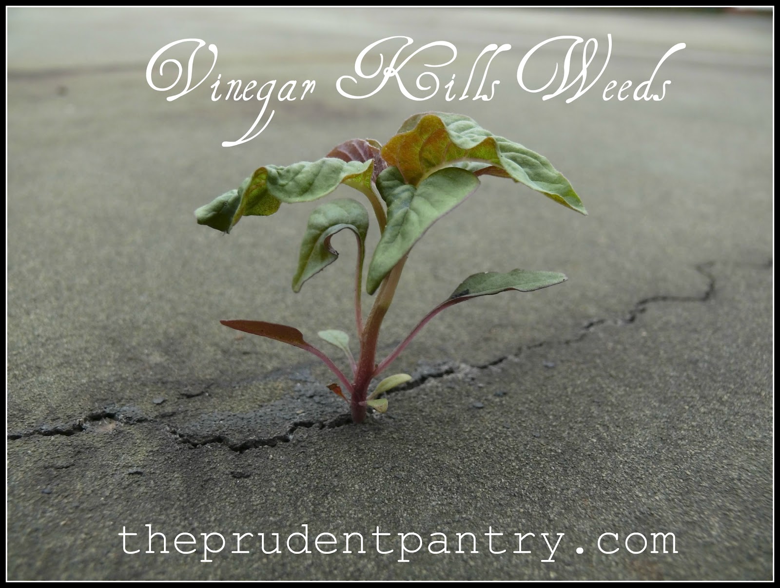 The Prudent Pantry Vinegar Kills Weeds