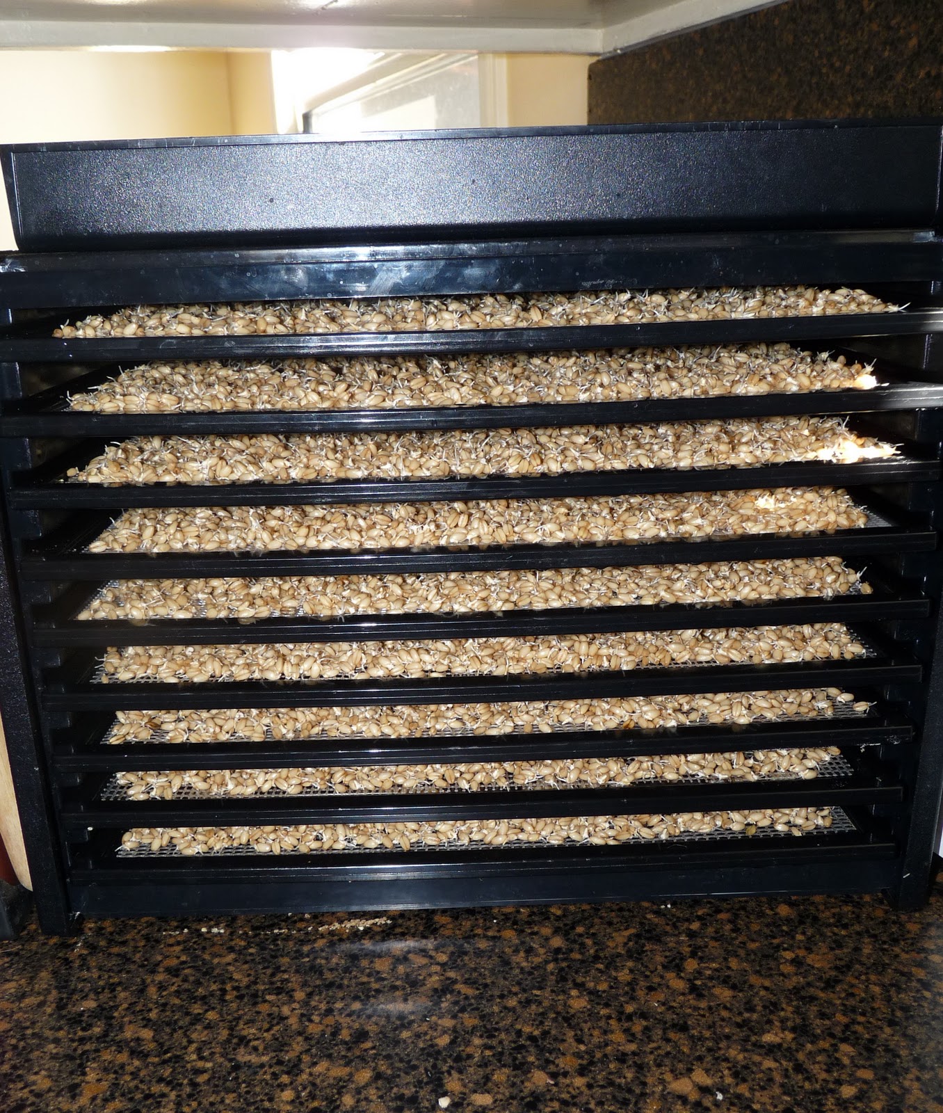 Our Daily Legacy Sprouting Wheat Berries for Flour