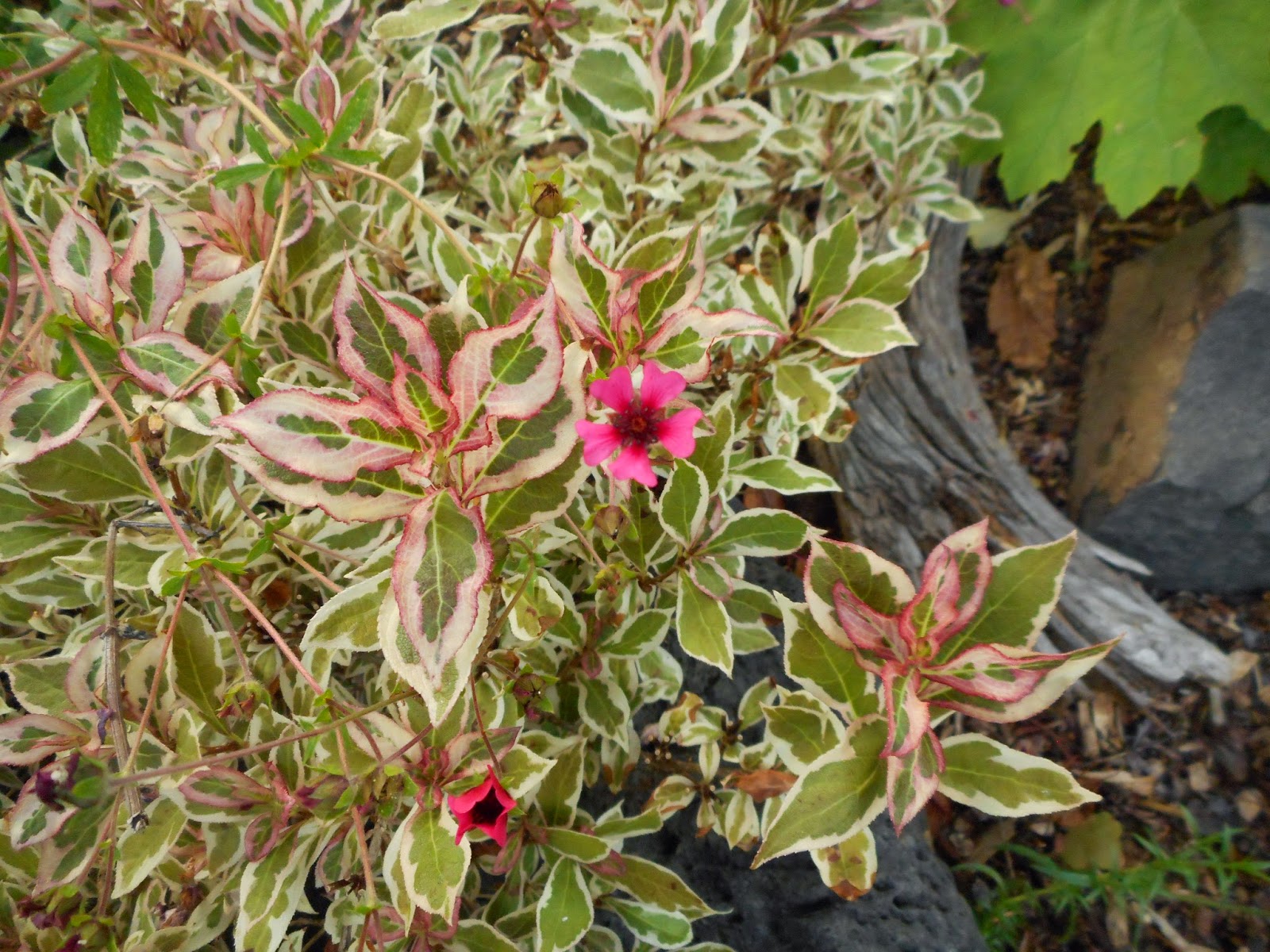 Weigela My Monet Stock Photo Picture And Rights Managed Image