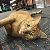 Oliver the Library Cat