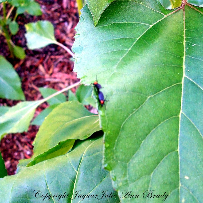 Julie Ann Brady Blog On Love Bugs in My Sunflower Garden