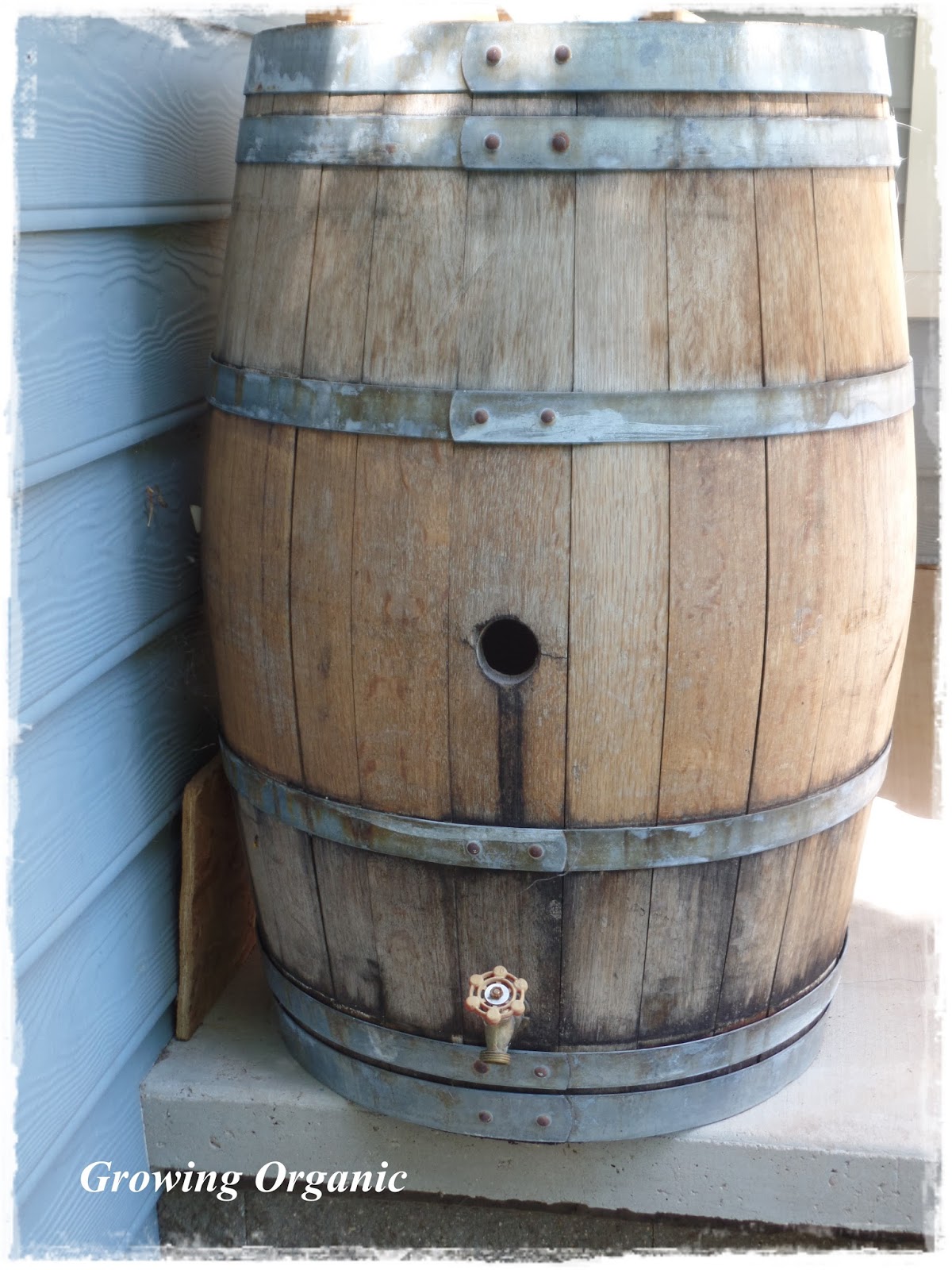 Growing Organic : Container Gardening